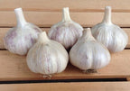 Italian Red, Garlic Bulbs