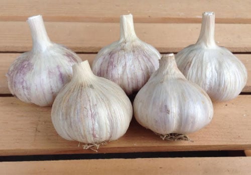 Italian Red, Garlic Bulbs