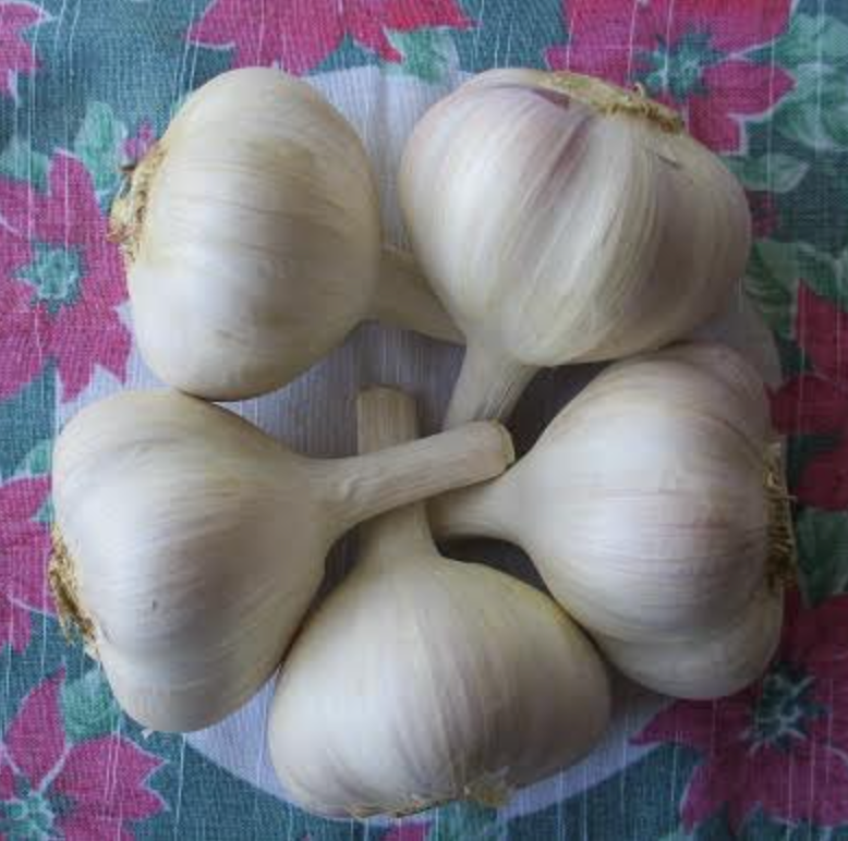 Ivan, Garlic Bulbs