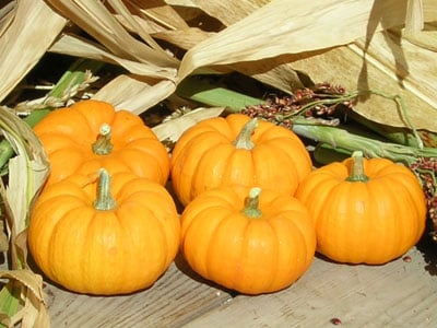 Jack Be Little, Pumpkin Seeds
