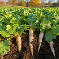 Jackhammer Radish field crop