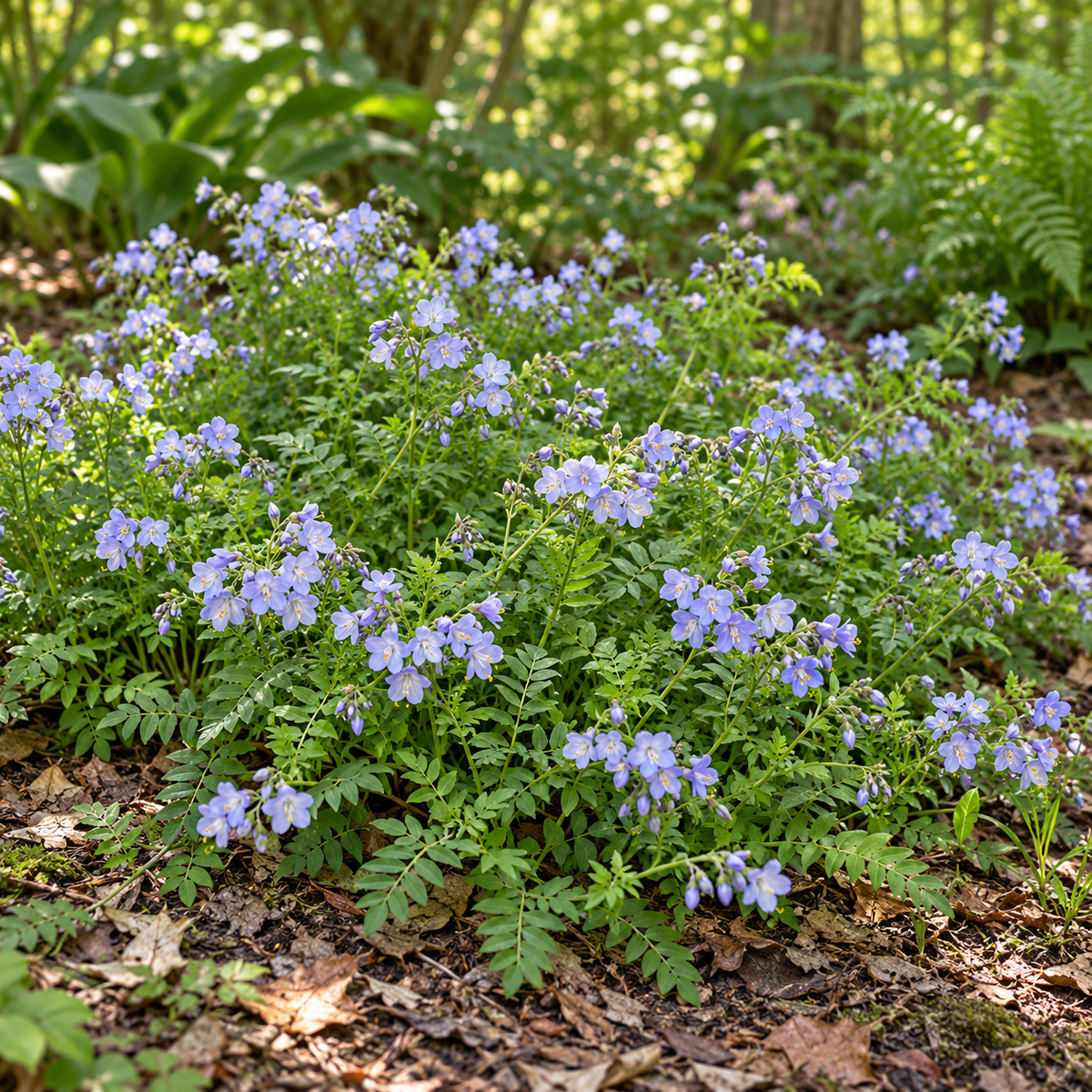 Creeping Jacob's Ladder, Polemonium Seed