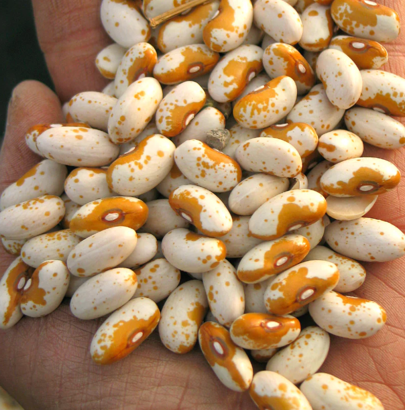 Jacob's Cattle Gold, Bean Seeds