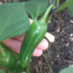 Early Jalapeno, Pepper Seeds