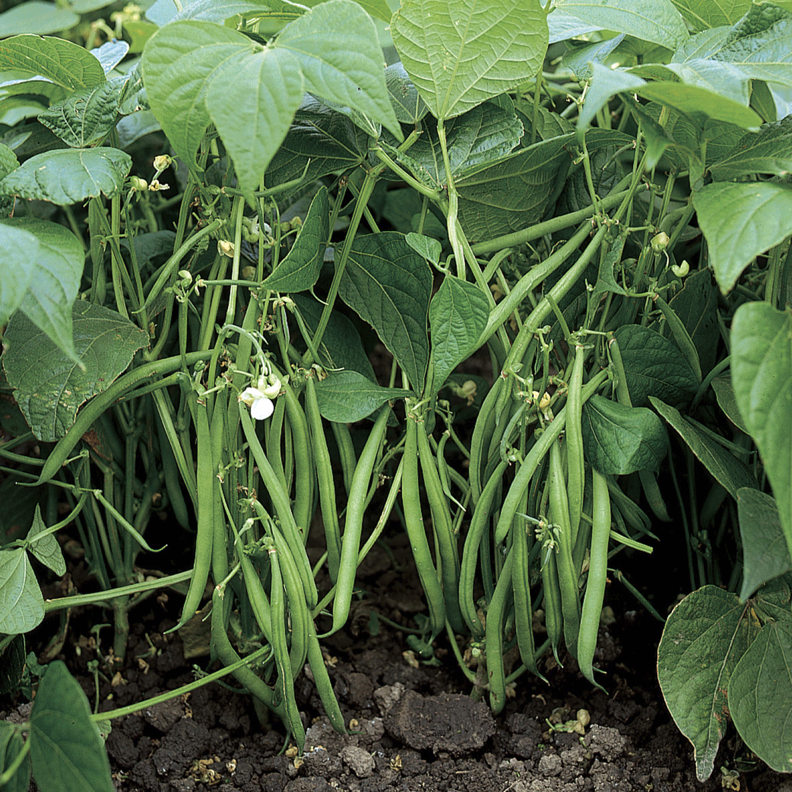 Jameson, Bean Seeds