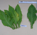 Japan 8, Tobacco Seed