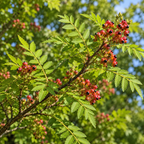 Japanese Pepper, Sansho Seed