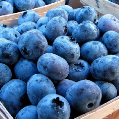 Jersey, Blueberry Plant