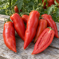 Jersey Devil, Tomato Seed