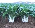 Joi Choi, Pak Choi Cabbage