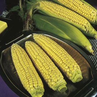 Jubilee, (F1) Corn Seed