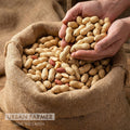 Jumbo, Peanut Seeds