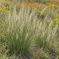 June Grass, Ornamental Grass Seed