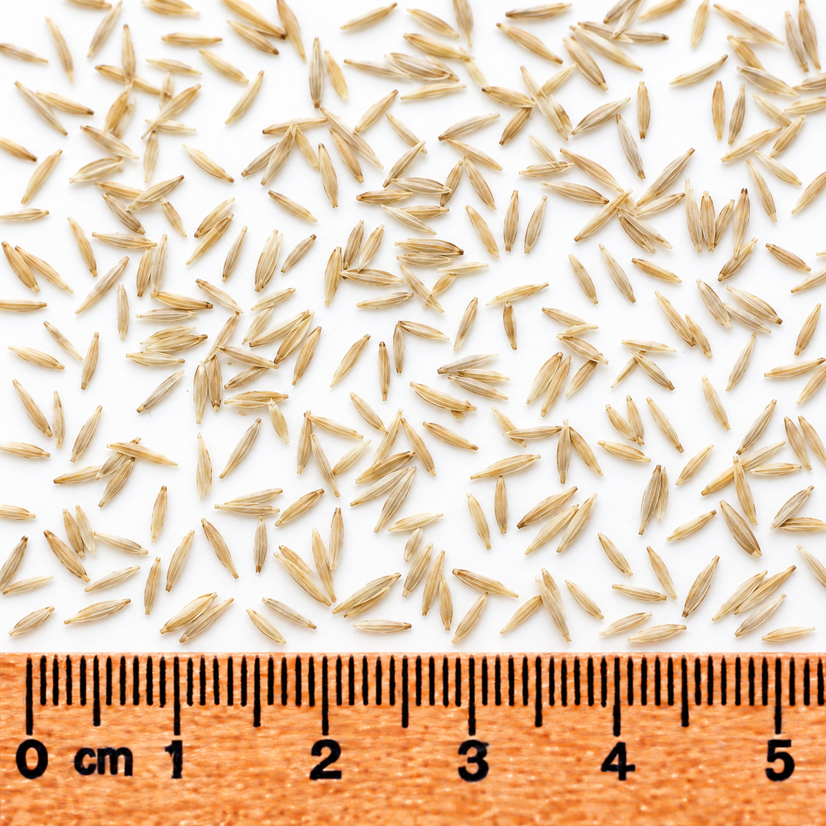 June Grass, Ornamental Grass Seed
