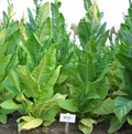 KY 15, Tobacco Seed