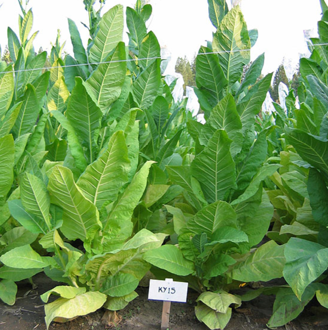 KY 15, Tobacco Seed