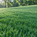 Kenblue, Kentucky Bluegrass Seed