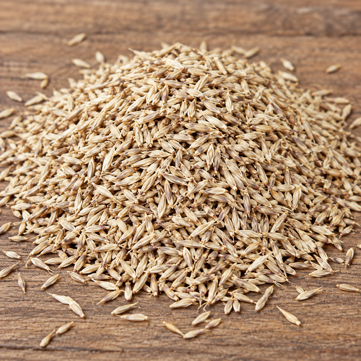 Kenblue, Kentucky Bluegrass Seed
