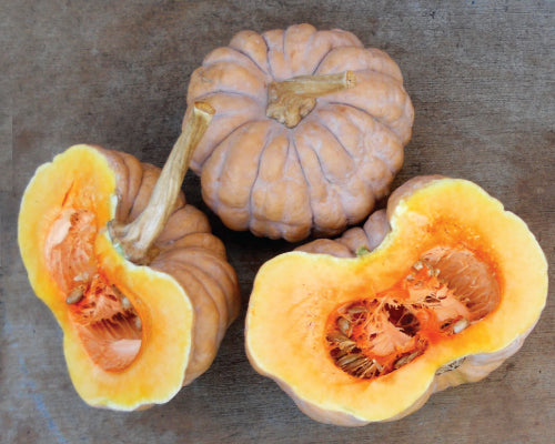 Kikuza, Squash Seeds