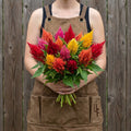 Mix Kimono, Celosia Seeds