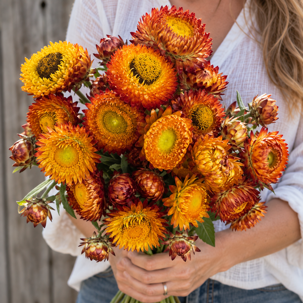 King Size Orange, Strawflower Seed