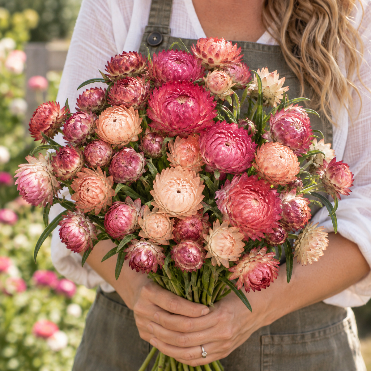 King Size Raspberry Rose Mix, Strawflower Seed