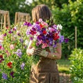 Knee High, Sweet Pea Seeds