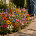 Knee High Wildflower Seed