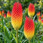 Kniphofia uvaria, Red Hot Poker Seed
