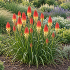 Kniphofia uvaria, Red Hot Poker Seed