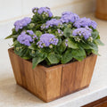Kona Blue, Ageratum