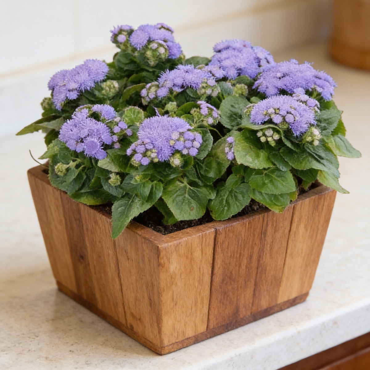 Kona Blue, Ageratum