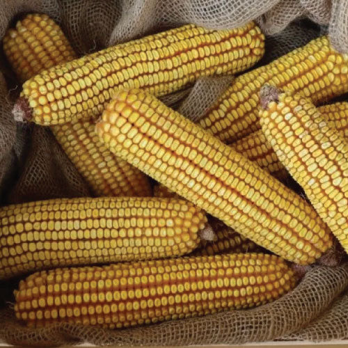 Krug, Corn Seed