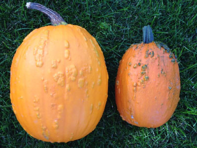 Knuckle Head, (F1) Pumpkin Seeds