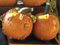 Knuckle Head, (F1) Pumpkin Seeds