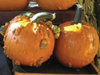 Knuckle Head, (F1) Pumpkin Seeds