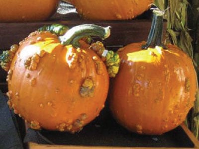 Knuckle Head, (F1) Pumpkin Seeds