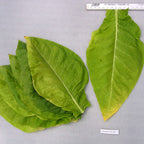 L'Assomption, Tobacco Seed