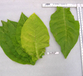La Palma Havana, Tobacco Seed