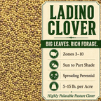 Ladino Clover seeds
