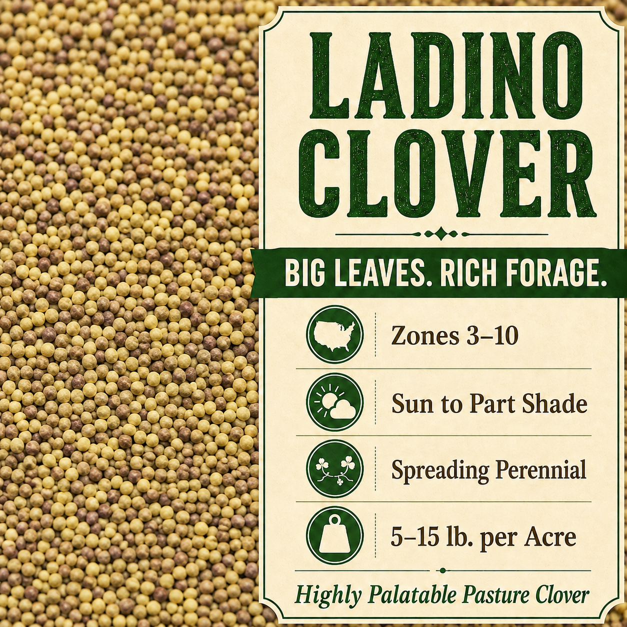 Ladino Clover seeds