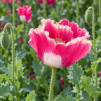 Lady Debbie's, Poppy Seeds