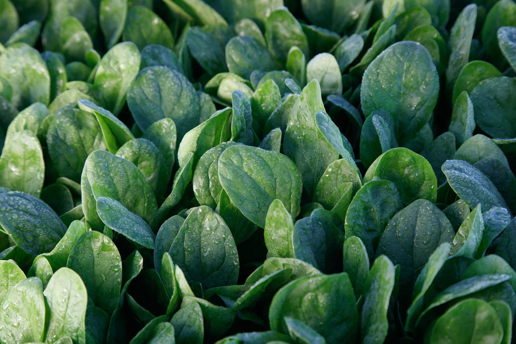 Lakeside, (F1) Spinach Seeds