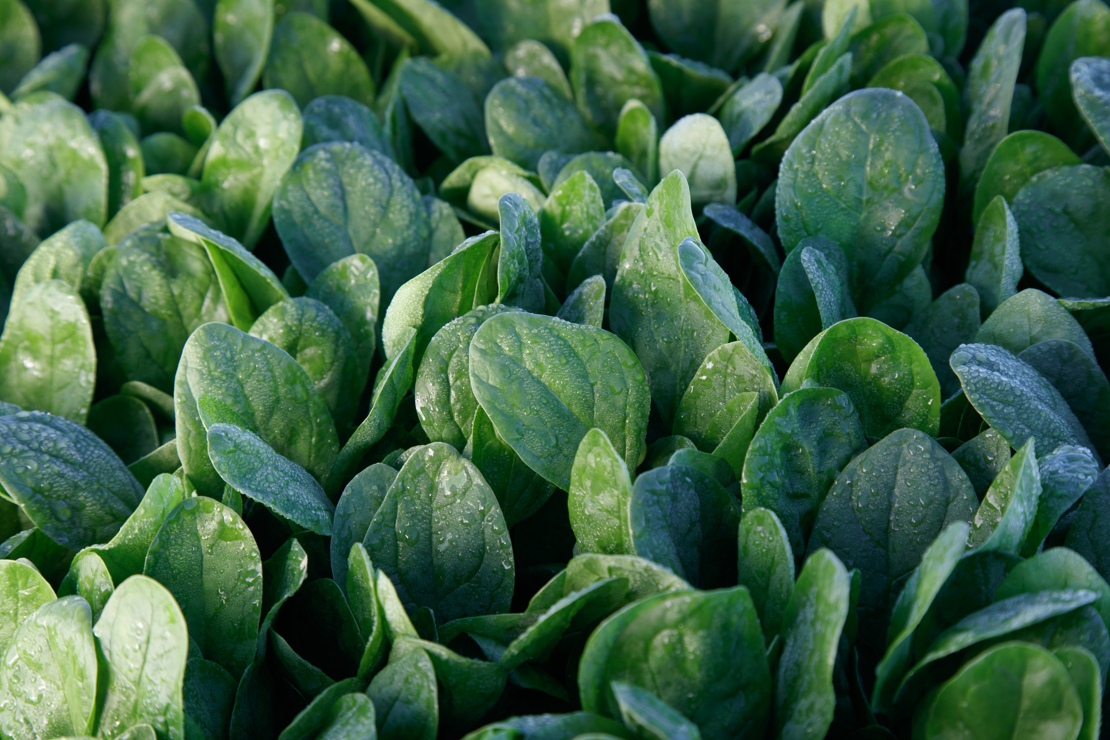 Lakeside, (F1) Spinach Seeds