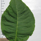 Lancaster Seedleaf, Tobacco Seed