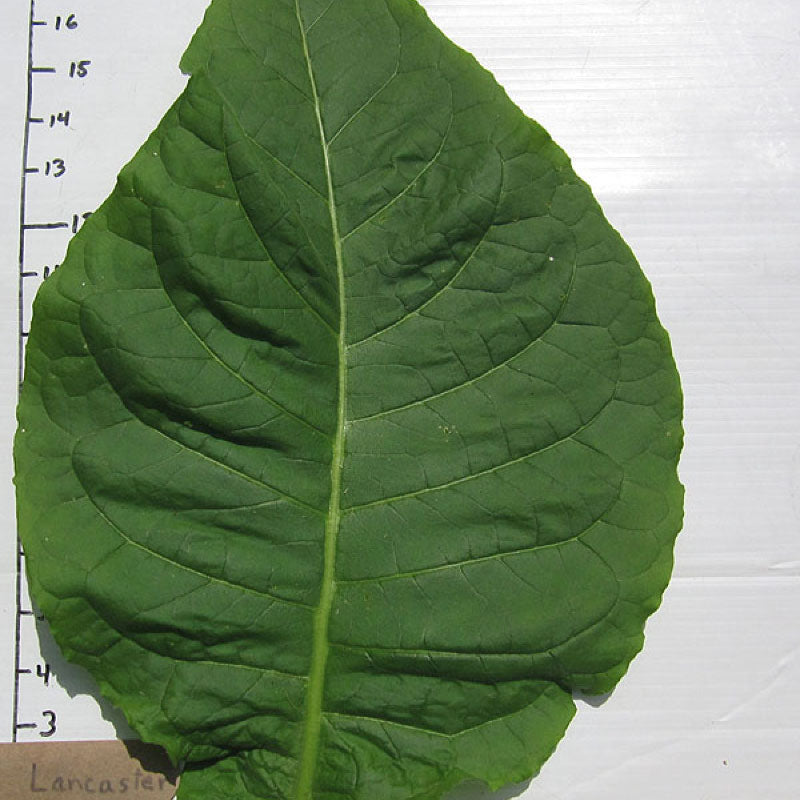 Lancaster Seedleaf, Tobacco Seed