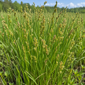Lance-fruited Oval Sedge, Carex Seed