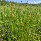 Lance-fruited Oval Sedge, Carex Seed