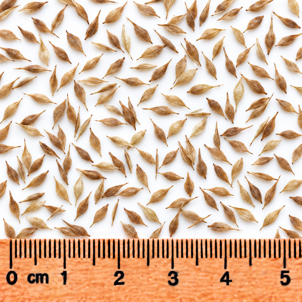 Lance-fruited Oval Sedge, Carex Seed