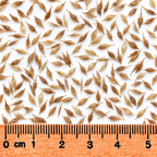 Lance-fruited Oval Sedge, Carex Seed